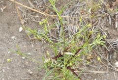 Dicranocarpus parviflorus