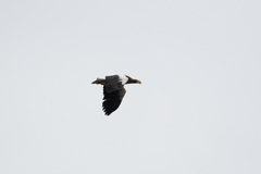 Haliaeetus pelagicus