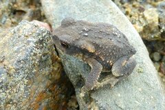 Bufo spinosus
