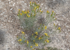 Senecio warnockii