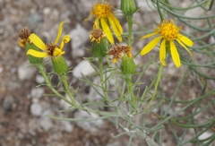 Senecio warnockii