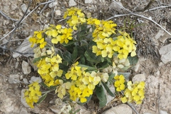 Psilostrophe tagetina