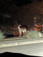 Odocoileus virginianus