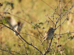 Passerculus sandwichensis