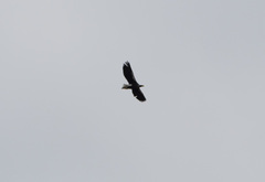 Haliaeetus pelagicus