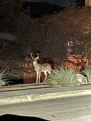 Odocoileus virginianus