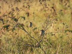Passerculus sandwichensis
