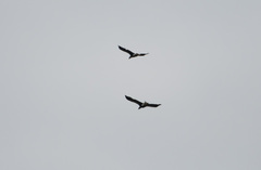 Haliaeetus pelagicus