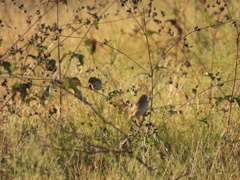 Passerculus sandwichensis