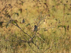 Passerculus sandwichensis