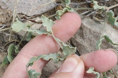 Acleisanthes longiflora