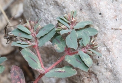 Euphorbia serrula