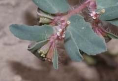 Euphorbia serrula