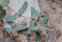 Euphorbia serrula