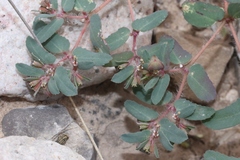 Euphorbia serrula