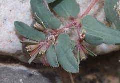 Euphorbia serrula