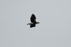 Haliaeetus pelagicus