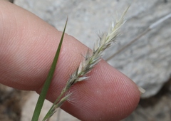 Enneapogon desvauxii