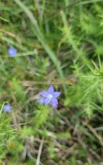 Wahlenbergia