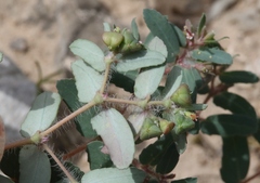 Euphorbia serrula