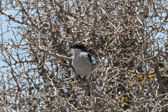 Lanius collaris collaris