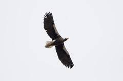 Haliaeetus pelagicus