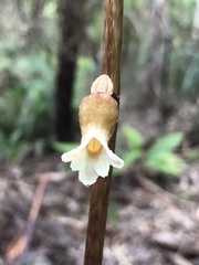 Gastrodia procera