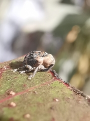 Hyperinae