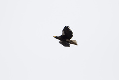 Haliaeetus pelagicus