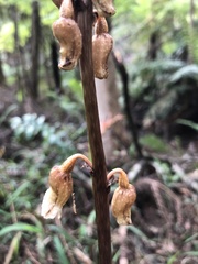 Gastrodia procera