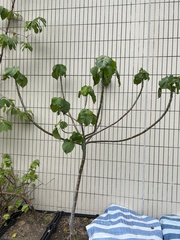 Polyscias guilfoylei