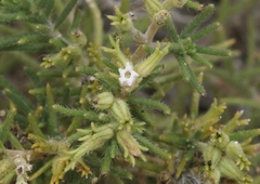 Nama carnosa