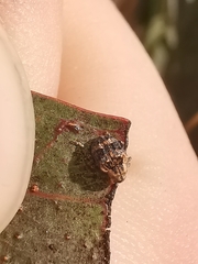 Hyperinae
