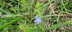 Wahlenbergia