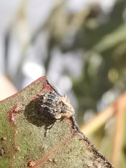 Hyperinae