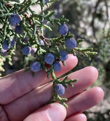 Juniperus osteosperma