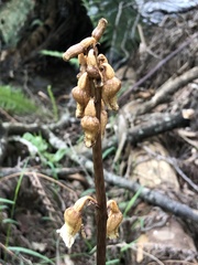 Gastrodia procera