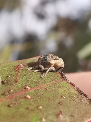 Hyperinae