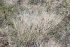 Scleropogon brevifolius
