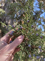 Juniperus osteosperma