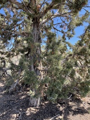 Juniperus osteosperma