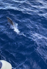 Stenella longirostris