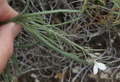Nerisyrenia camporum