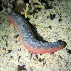 Holothuria edulis