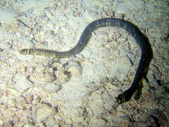 Emydocephalus annulatus