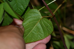 Merremia hederacea