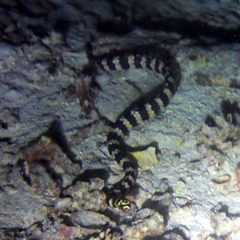 Emydocephalus annulatus