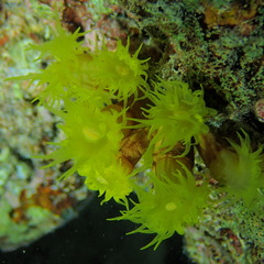 Tubastraea