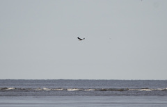 Haliaeetus pelagicus