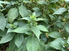 Eranthemum